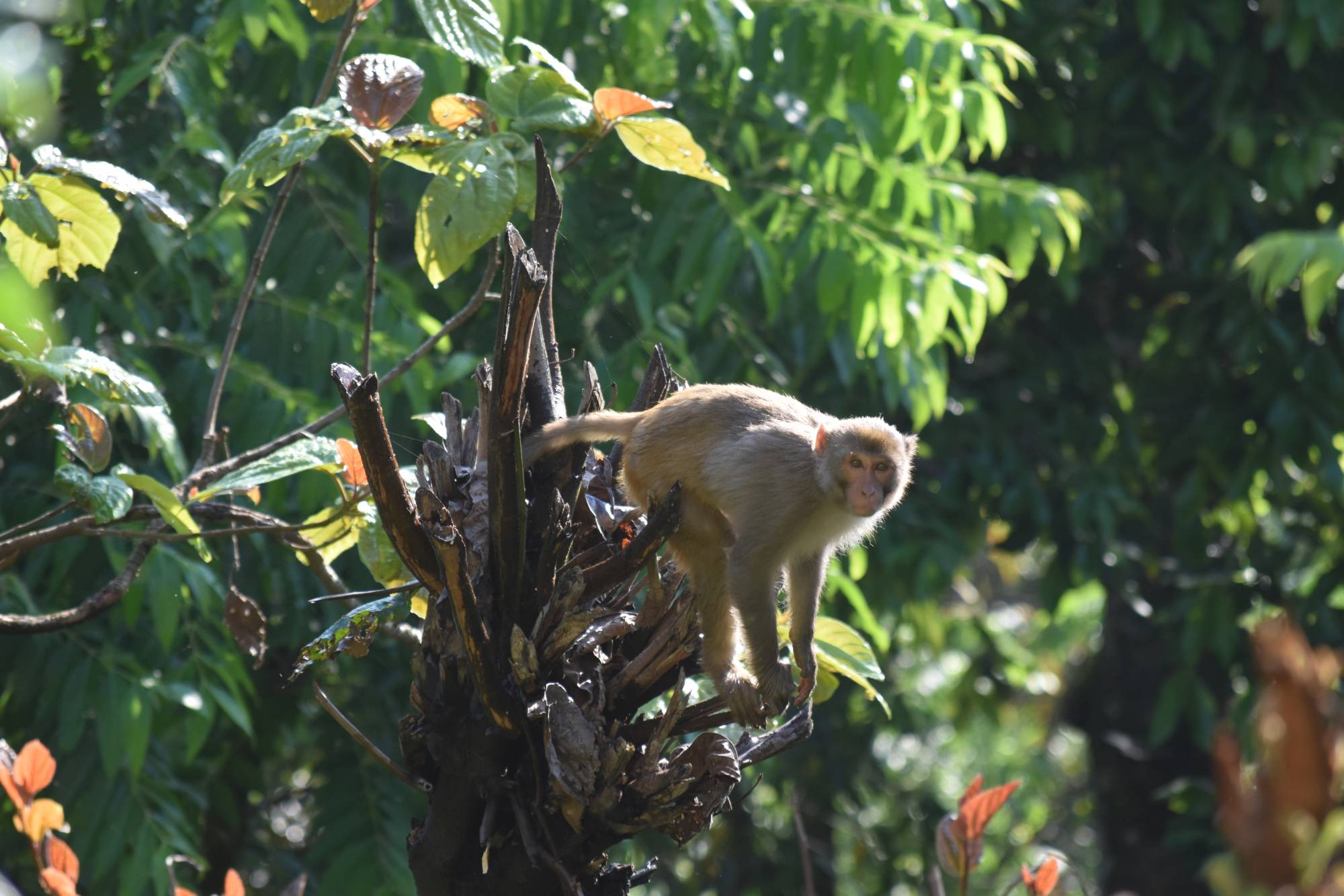 Affe